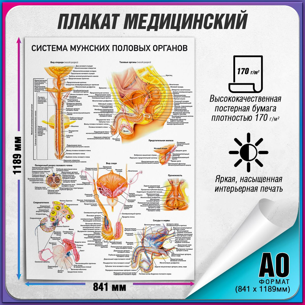 Информационный медицинский плакат "Система мужских половых органов" / А-0 (84x119 см.)  #1