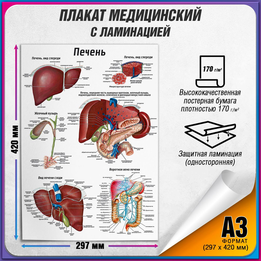 Информационный медицинский плакат "Печень" / ламинированный / А-3 (30x42 см.)  #1