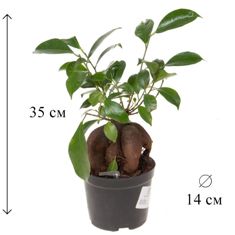 Фикус микрокарпа Гинсенг 14/35 CF #1