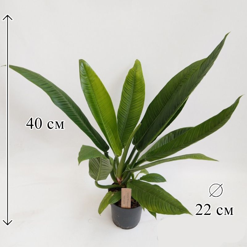 Филодендрон Кампии в горшке D-22 живое растение #1