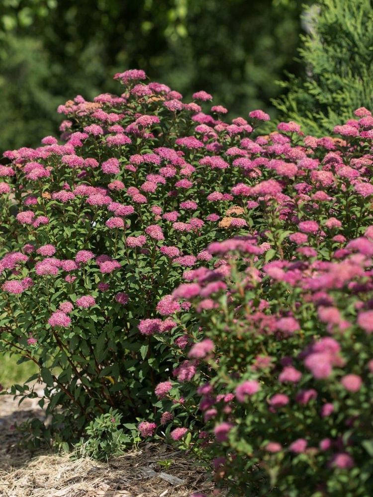 Семена Спирея Бумальда (Spiraea bumalda), 30 штук #1