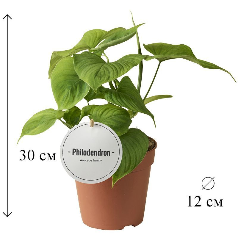 Филодендрон Перу 12/30 см #1