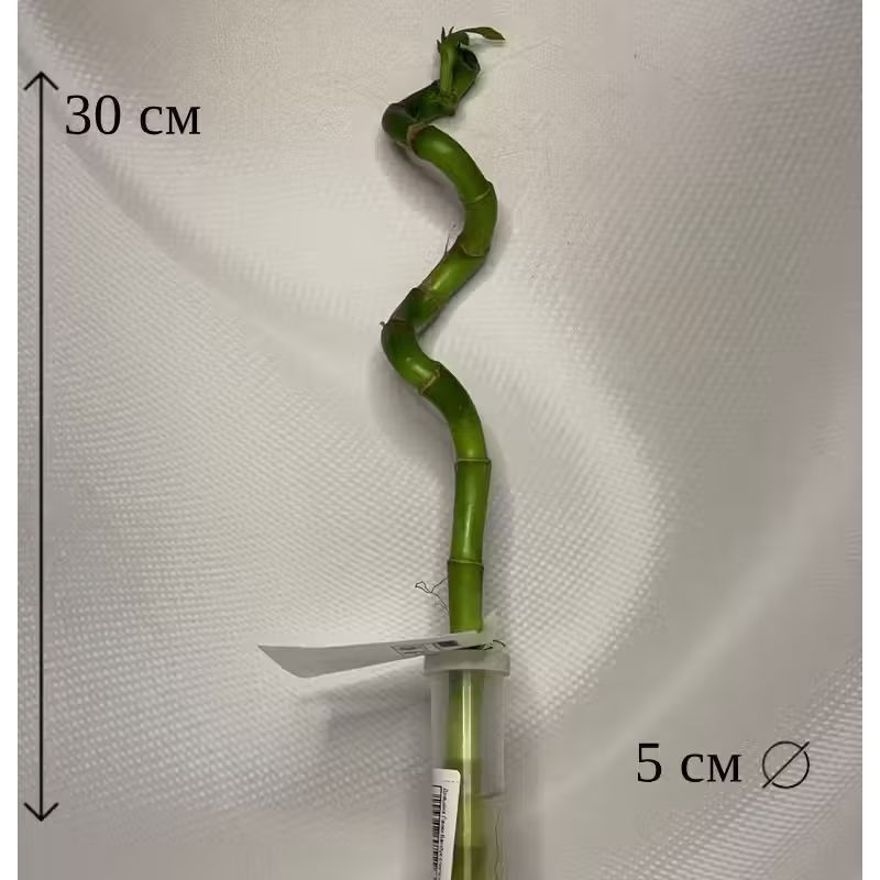Драцена Лакки Бамбук (спираль) 5/30 CF #1