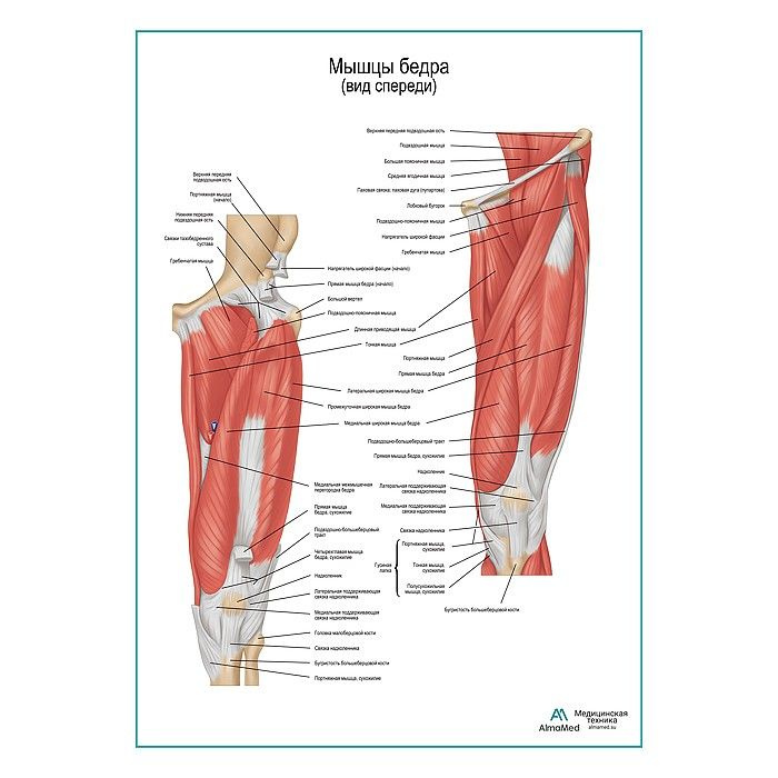 Обучающий плакат "Мышцы бедра вид спереди", размер А2+, глянцевая фотобумага от 200г/м2  #1