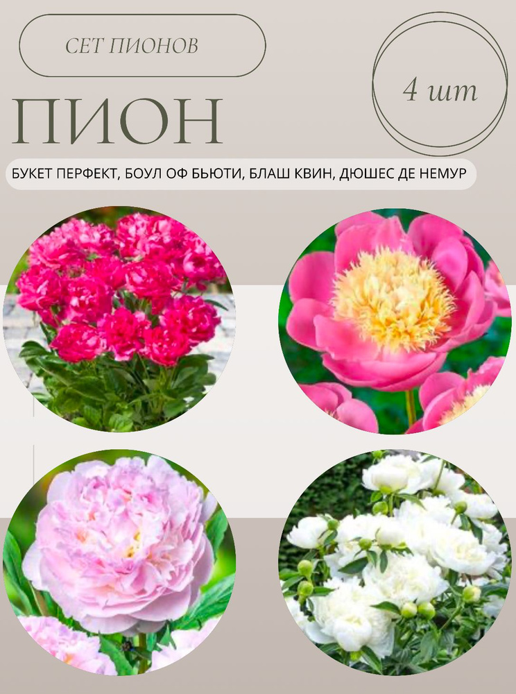 Пионы саженцы многолетние, сет 4 шт купить на OZON по низкой цене ...