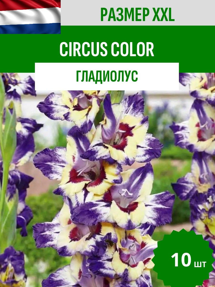 Гладиолус Циркус Колор 10 шт. / Circus Color #1