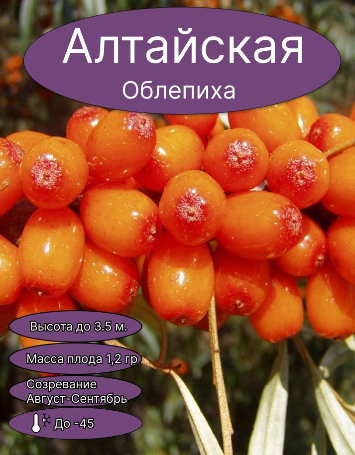 Облепиха Алтайская саженец #1