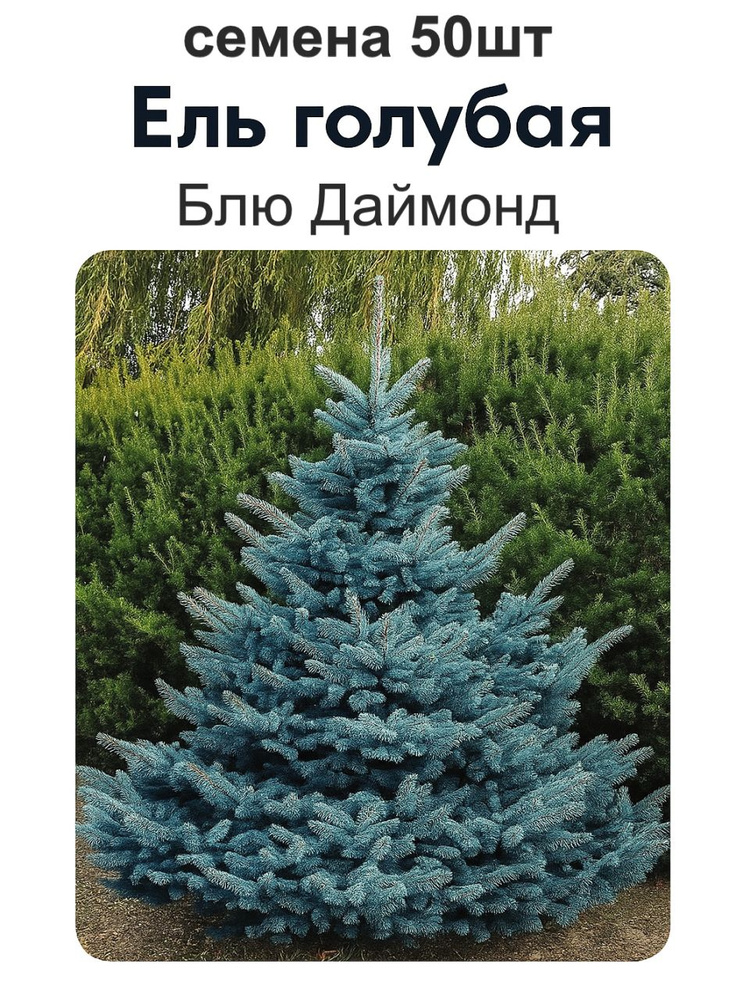 Ель голубая Блю Даймонд (семена 50шт) #1