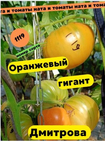 Коллекционные сорта томатов. Оранжевый гигант Дмитрова #1