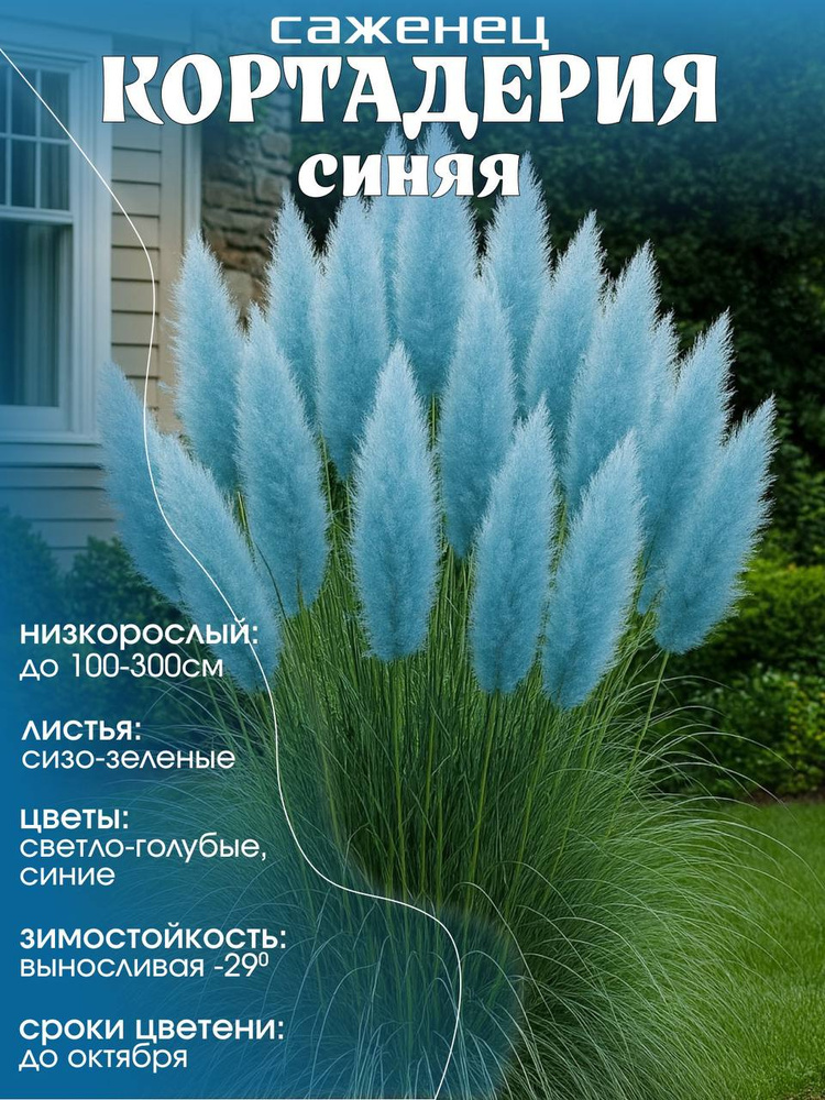 пампасная трава саженец кортадерия синяя #1