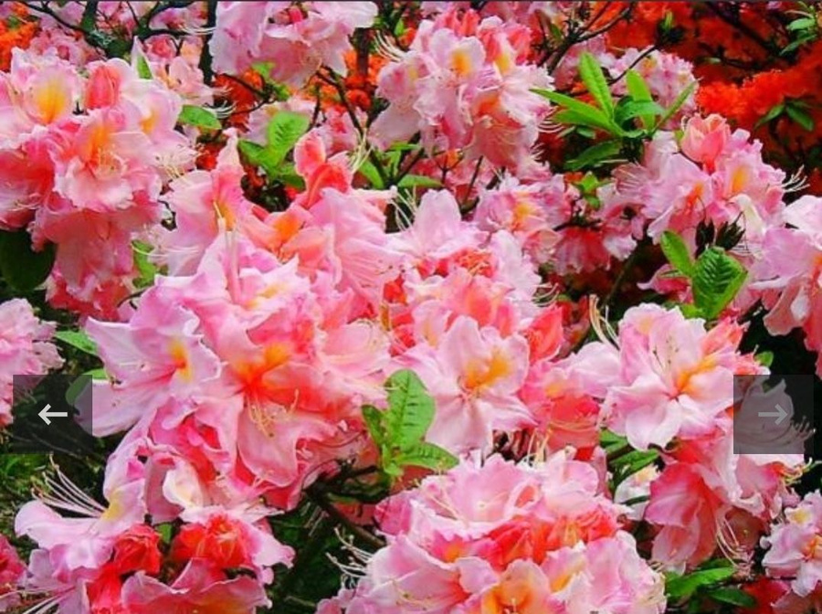 Azalea мичуринский. Рододендрон листопадный мандарин лайтс. Рододендрон гейша оранж. Rhododendron viscosum 'jolie madame'. Azalea мичуринский.