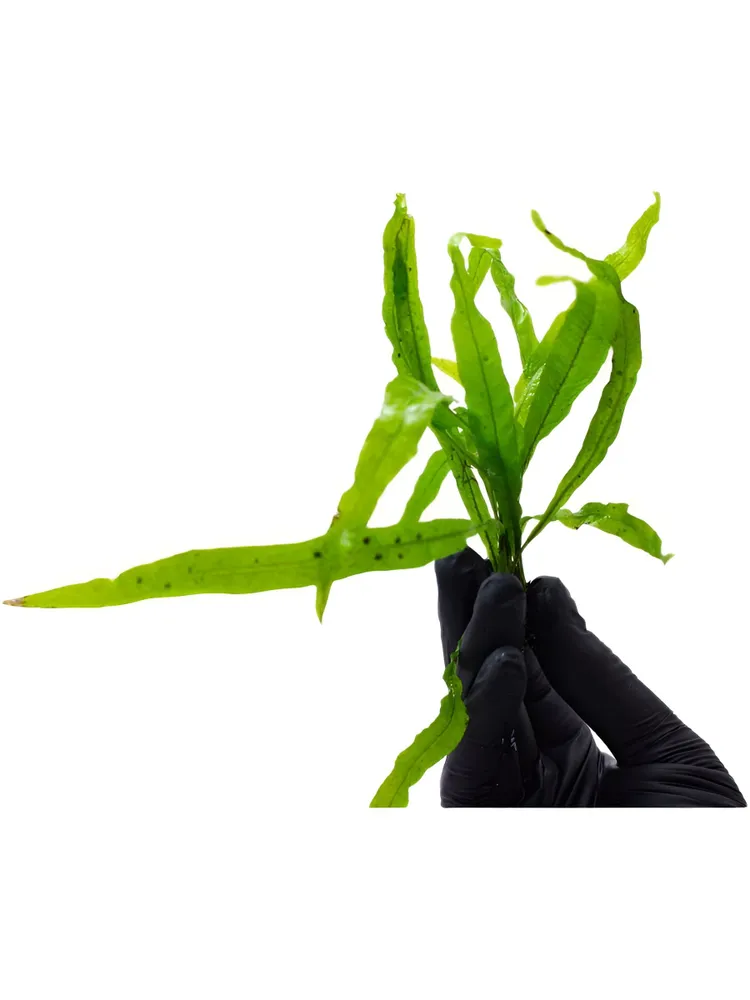 Картинка с форума