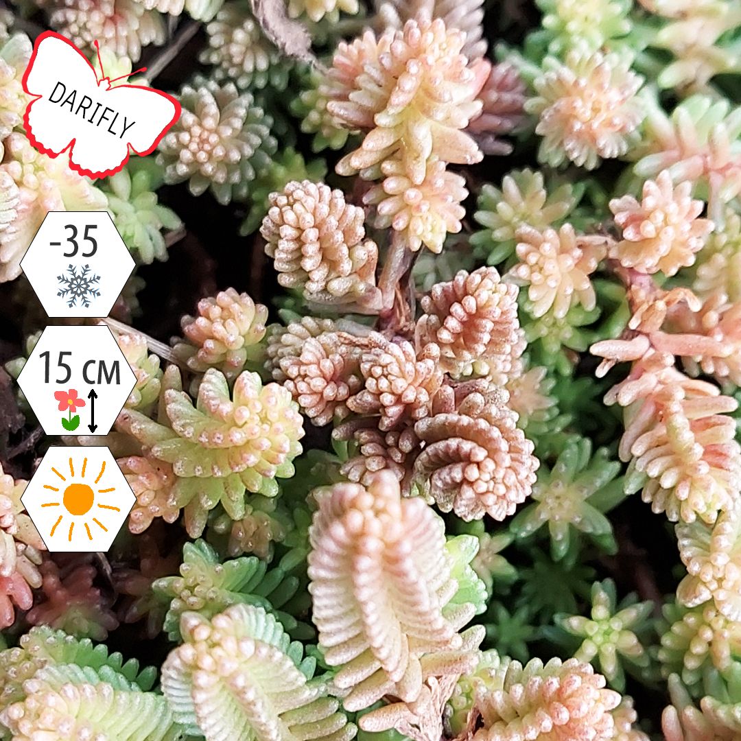 Үстел үстінде хатшының порносын қараңыз