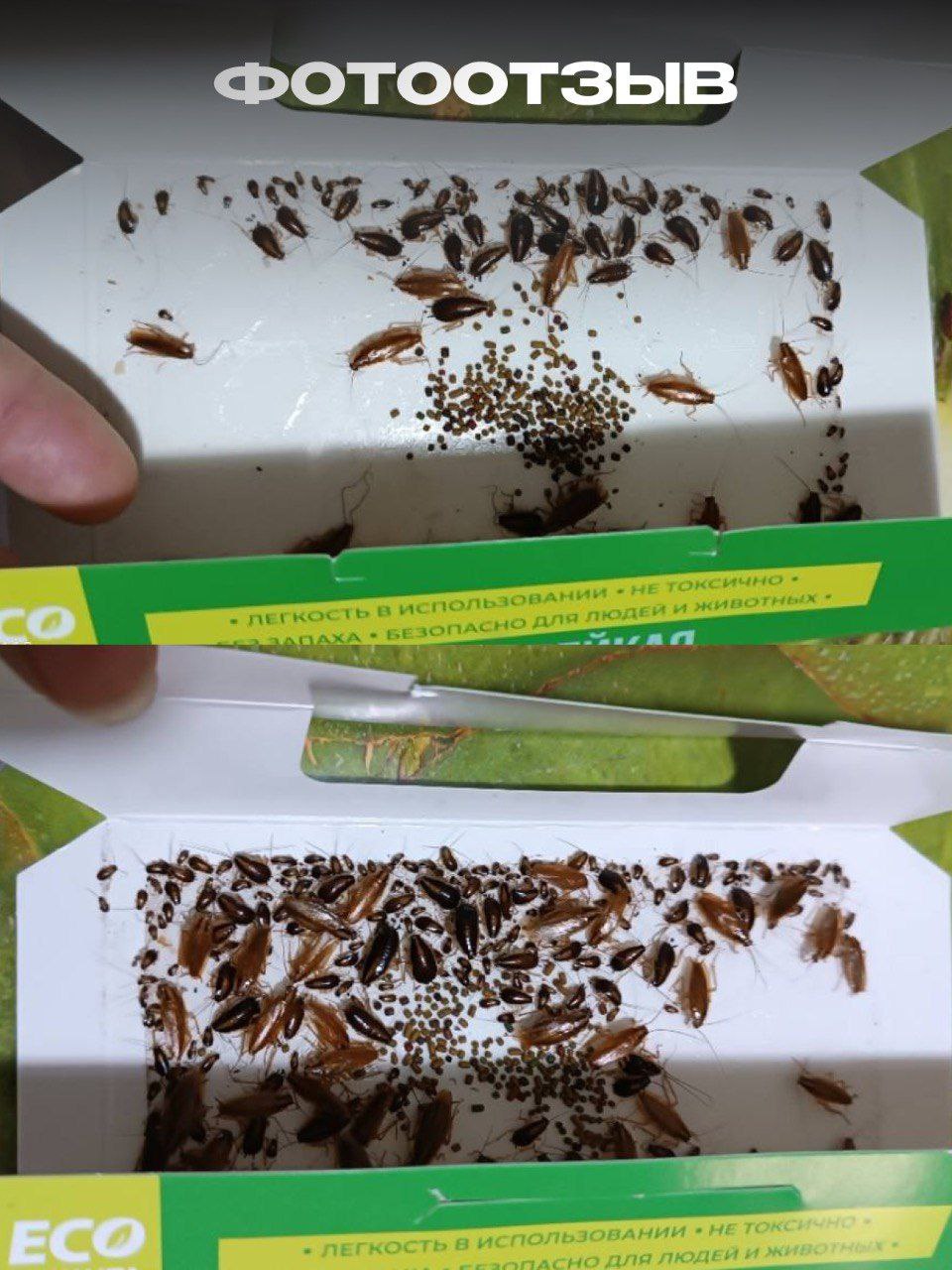 Принцип работы ловушки для тараканов