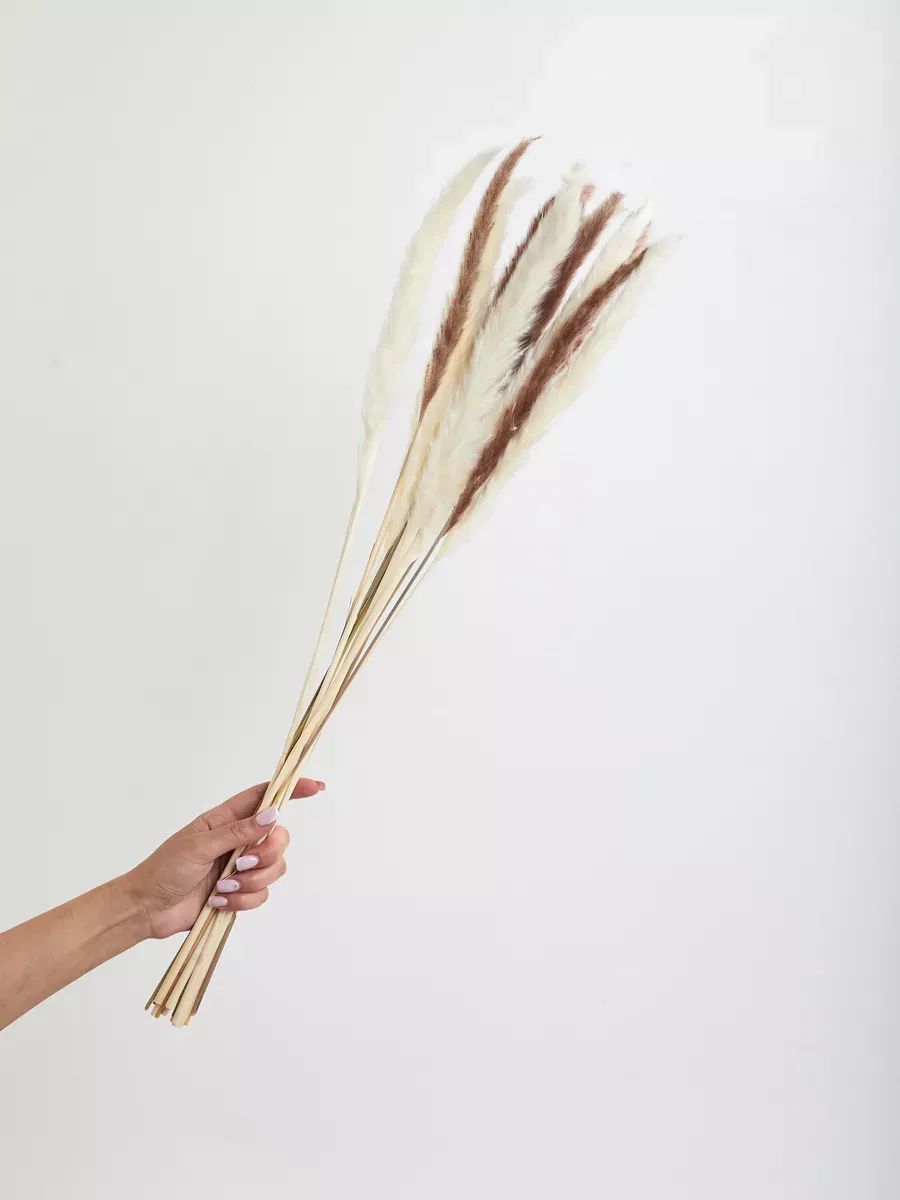 Кортадерия 15 стебли 50-70cm 8 Коричневый+7 белый арт.SJ-6
