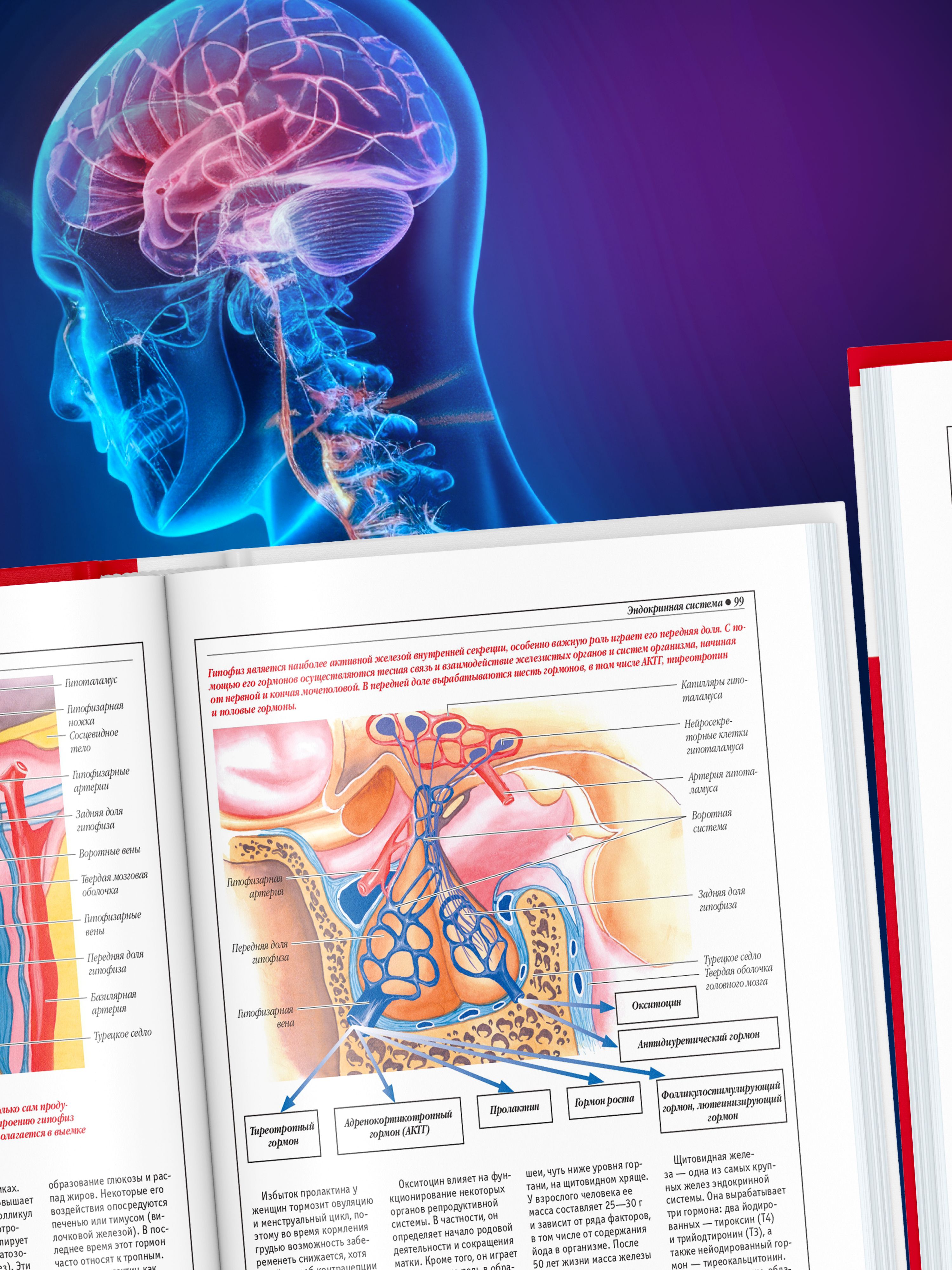 Книга Атлас анатомии человека, основы строения и физиологии | Atlas of Human Anatomy: Fundamentals of Structure and Physiology - Ozon image 6
