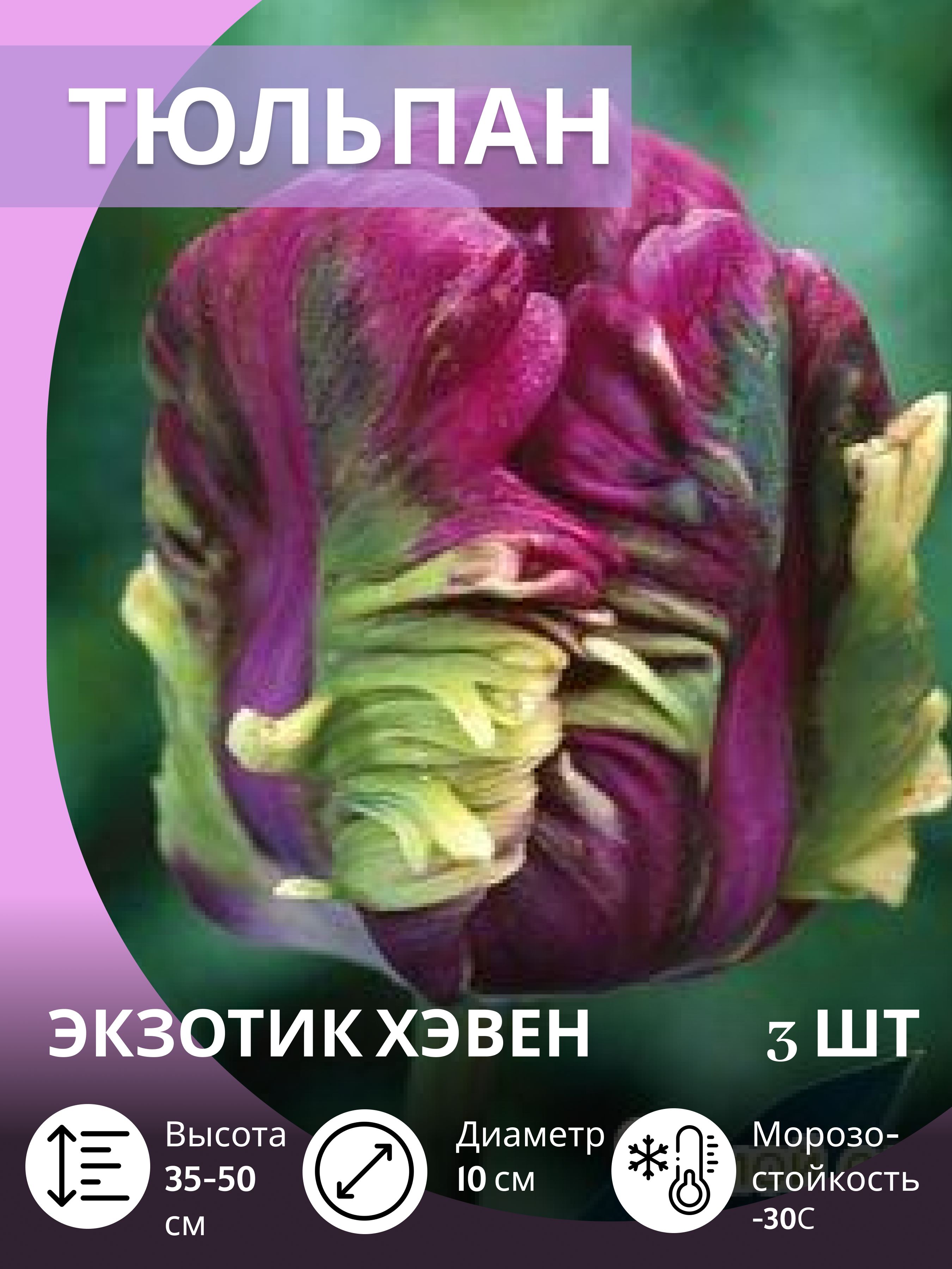 Тюльпанылуковицымноголетниекрупные,3шт