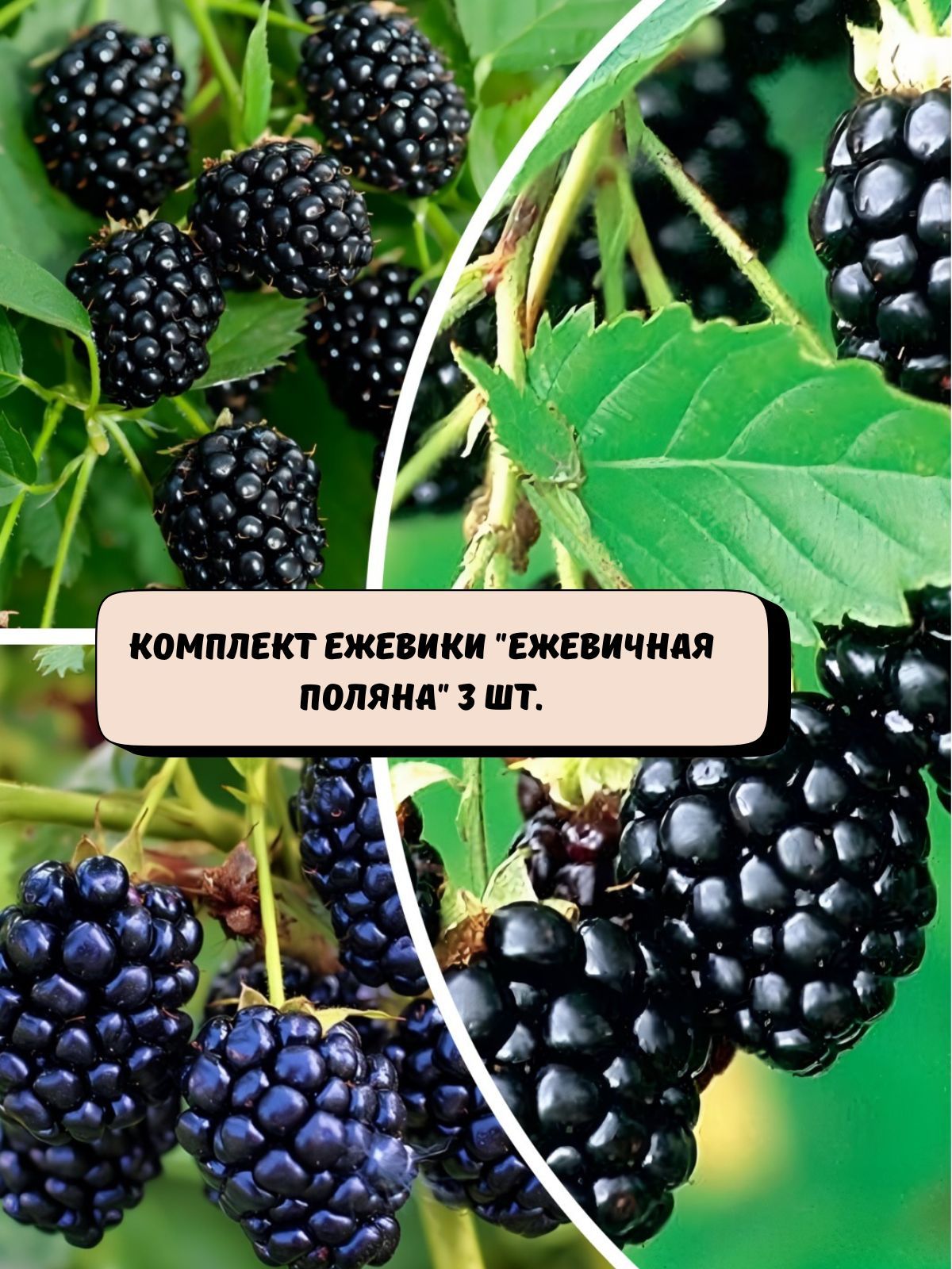 Комплектежевики"Ежевичнаяполяна"саженцы3шт.