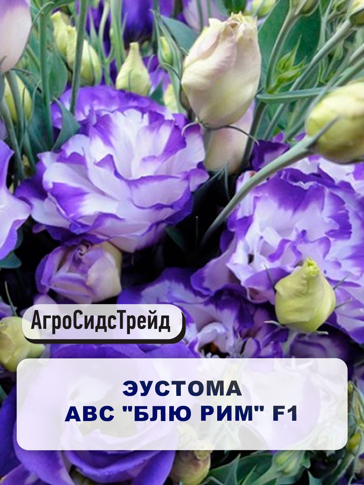СеменацветовЭустомаАВС"БлюРим"F1/Длядома,сада,огорода/Вконтейнер,набалкон