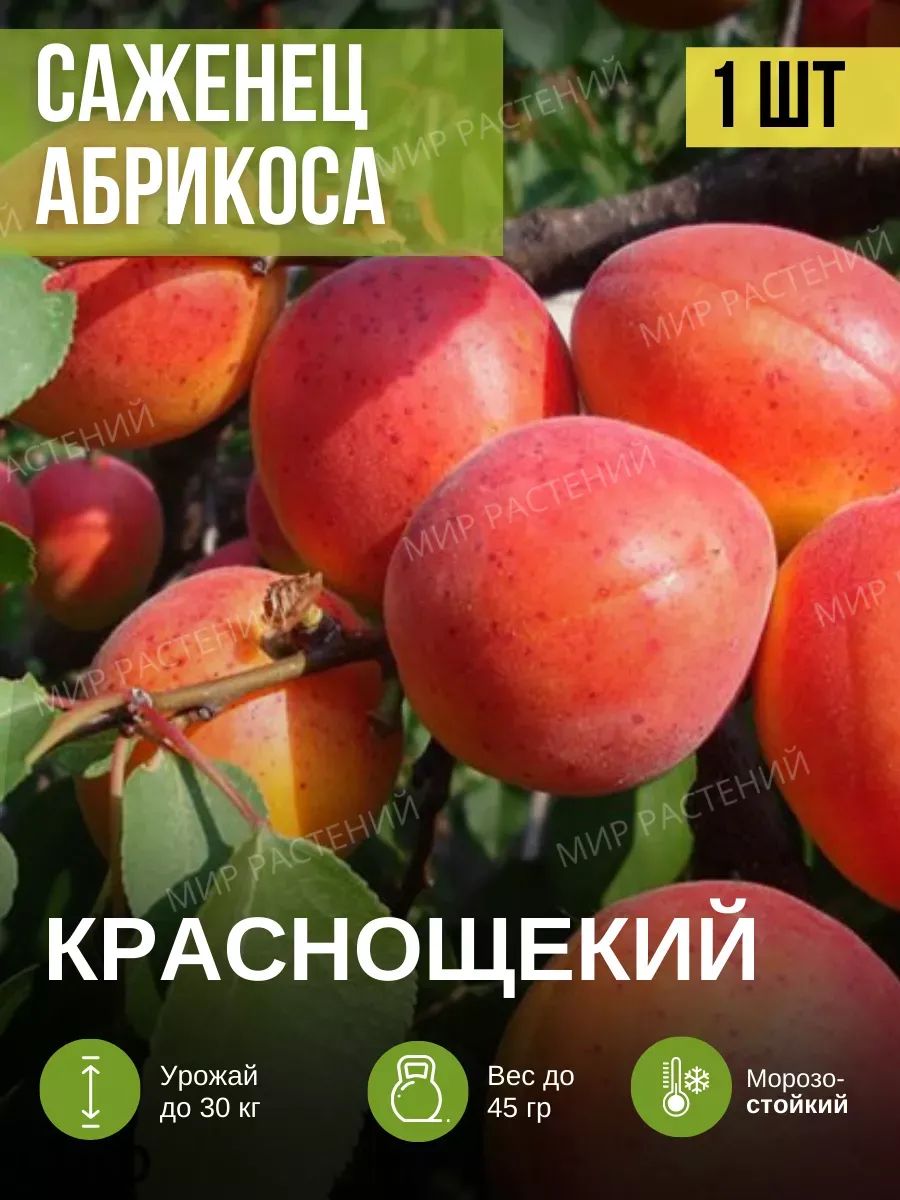 Уход за абрикосовым деревом