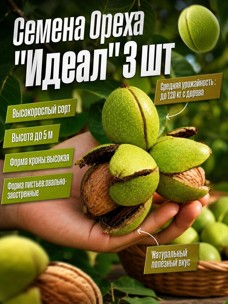 Семена ,3шт #1