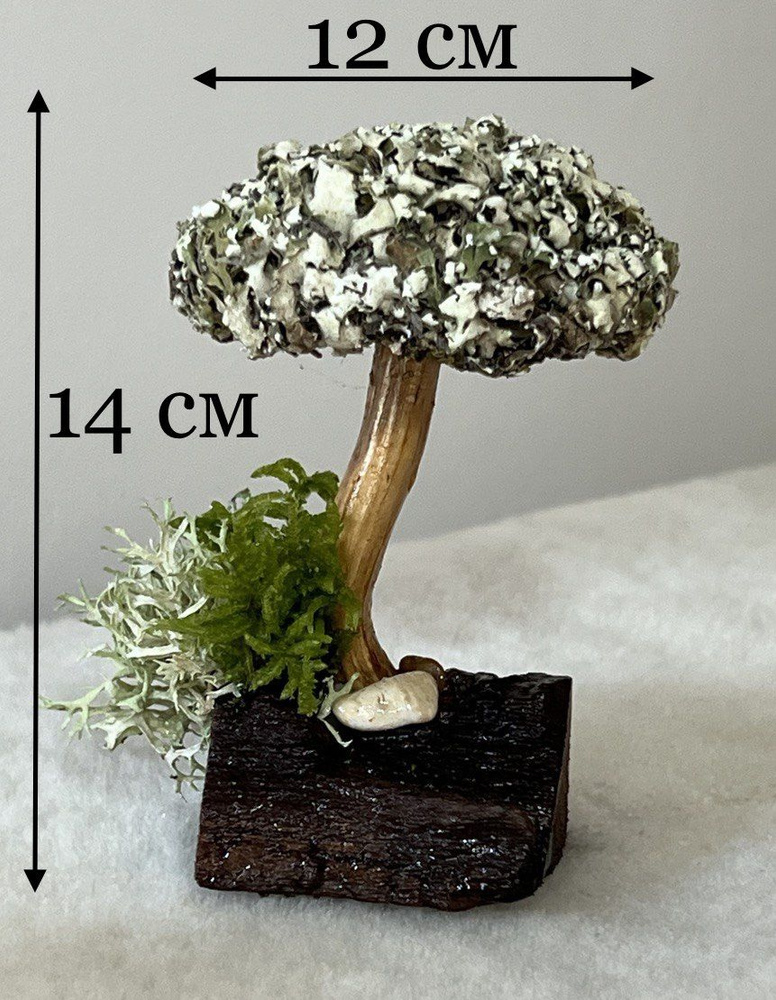 Живое дерево из исландского мха цетрария "Княжна" №6 #1