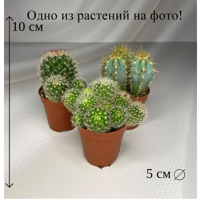 Кактус микс 5/10 см, 5 дм, 1 шт - купить по выгодной цене в интернет ...