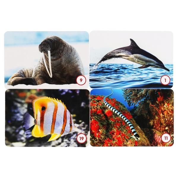 Карточная игра Мемо. Морские животные Умные игры - купить с доставкой ...