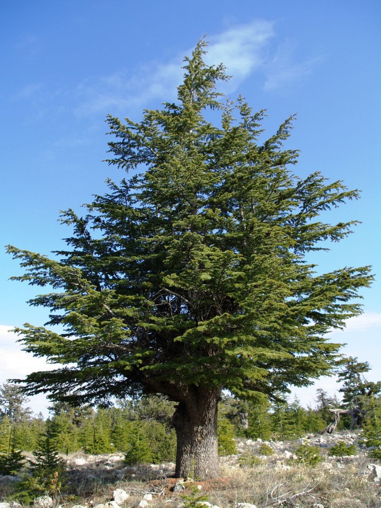 Семена Кедр ливанский (Cedrus libani), 10 штук #1