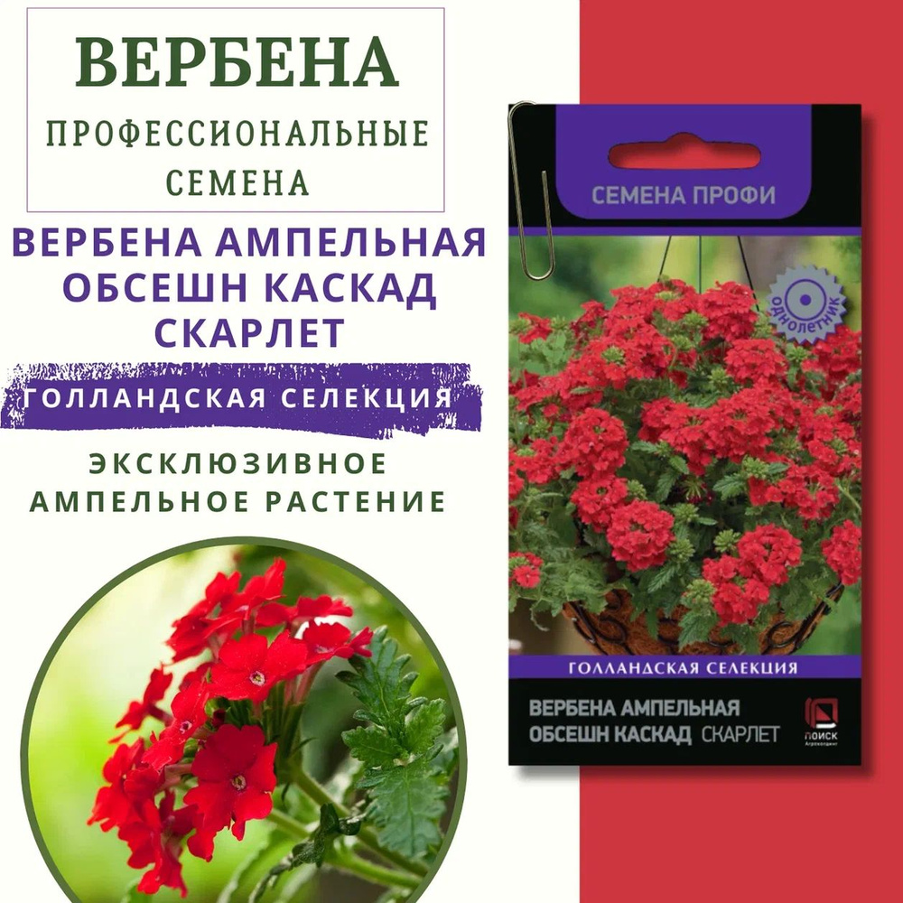 Вербена ампельная "Обсешн Каскад Скарлет" семена цветов для профессионалов  #1