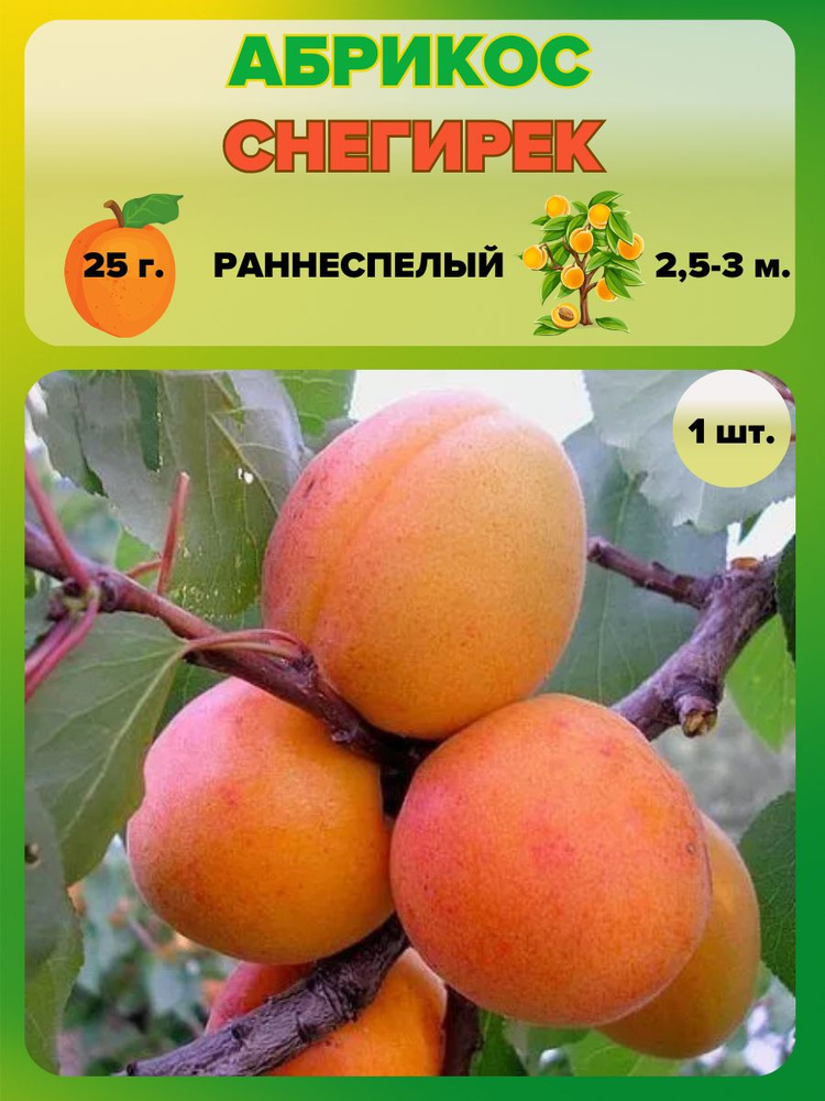 Абрикос саженец 1шт., плодовые деревья #1