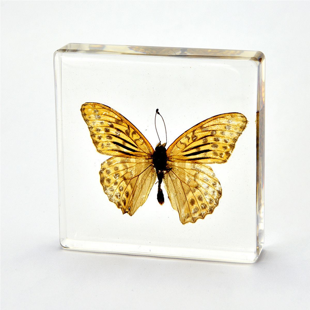 Образец бабочки, настоящий образец насекомого из смолы Подарок на день ...