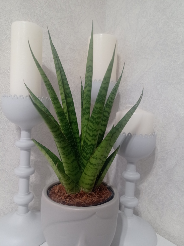 () Sansevieria Pineapple   OZON     (1561926215)