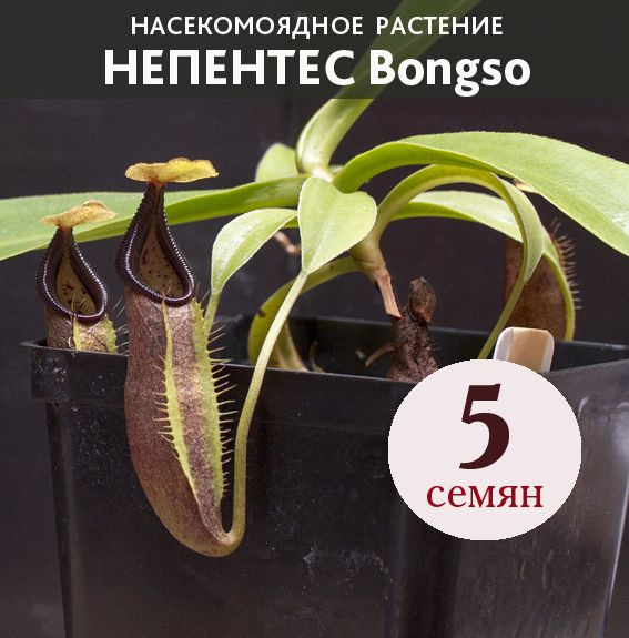 Семена Непентеса Bongso 5 шт. #1