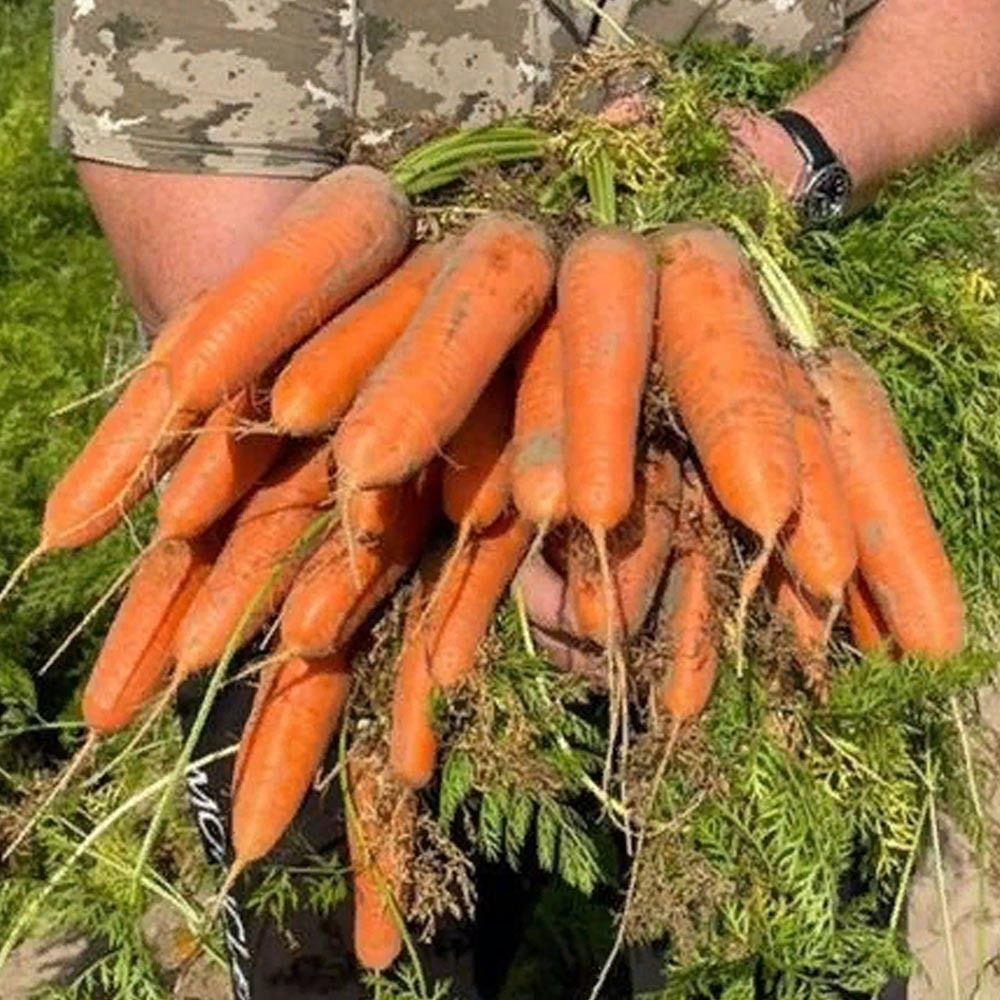 Каспий F1 семена моркови ранней, 1000 шт. (Bejo / ALEXAGRO). Высокоурожайный гибрид для открытого грунта #1