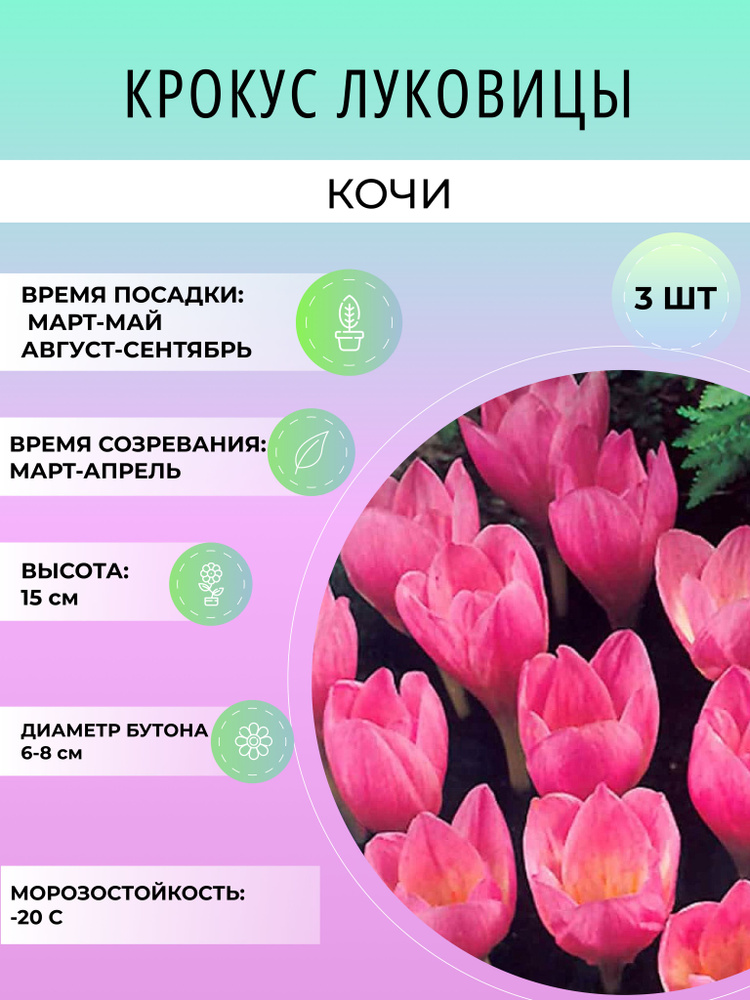 Крокус Кочи луковицы 3 шт, многолетние цветы для сада и дачи #1