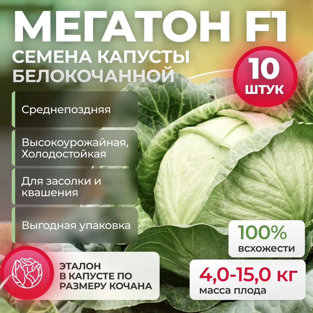 Мегатон F1 семена капусты белокочанной, 10 шт (Bejo / ALEXAGRO). Высокоурожайный, среднепоздний гибрид #1