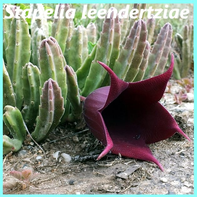 Семена Стапелия Леендерца - Stapelia leendertziae (2 шт.) #1