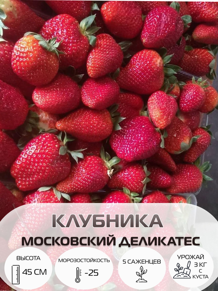 Клубника Московский Деликатес, саженцы многолетние ягодных кустарников, крупноплодные и ремонтантные #1