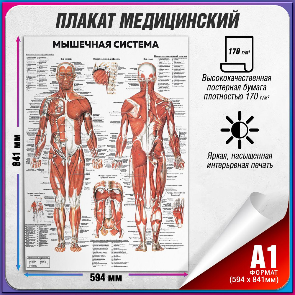 Информационный медицинский плакат "Мышцы человека" / А-1 (60x84 см.)  #1