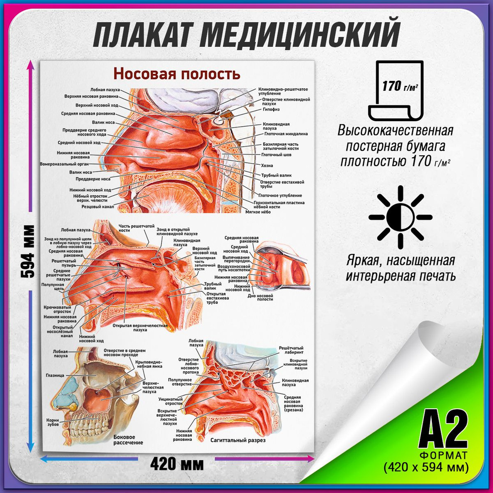 Информационный медицинский плакат "Носовая полость", А-2 / Обучающий медицинский постер 42x60 см.  #1