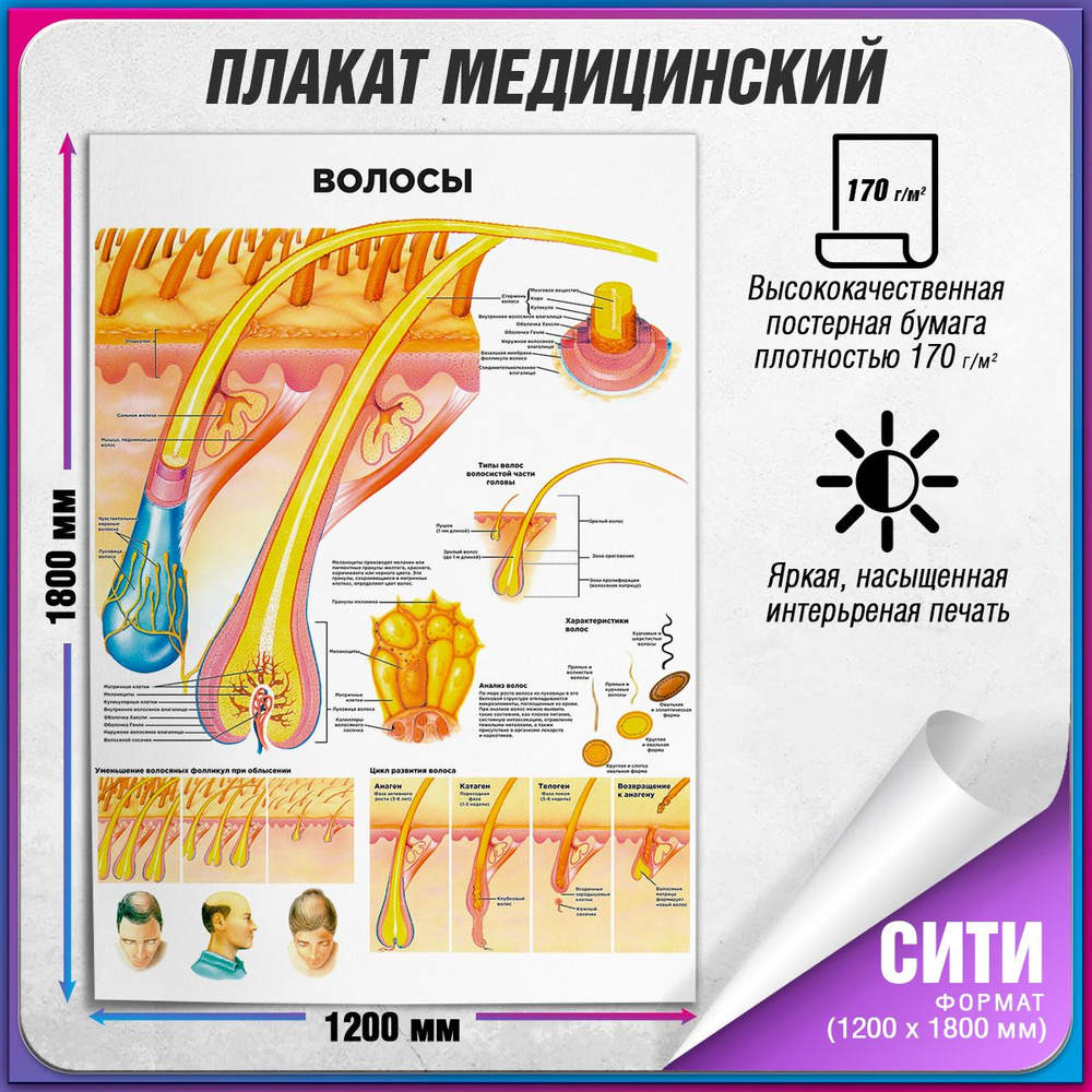 Информационный медицинский плакат "Волосы человека" / Сити (120x180 см.)  #1