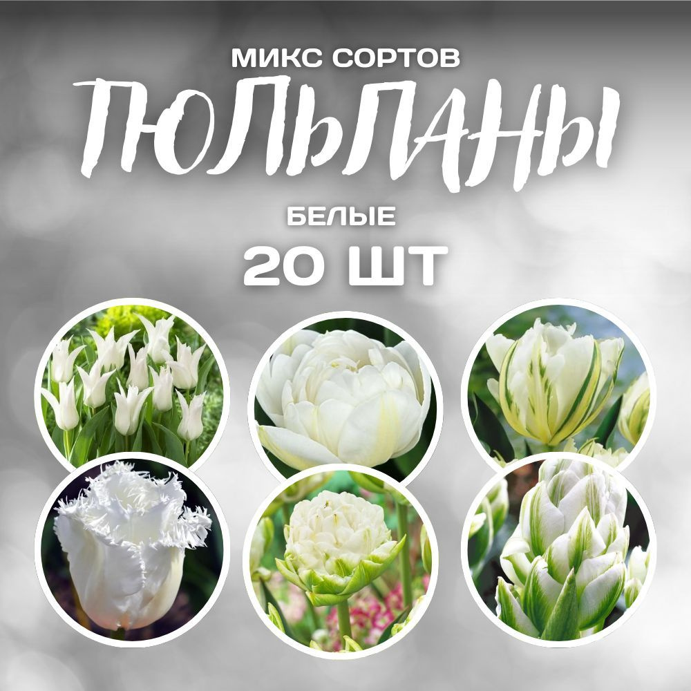 20шт Микс белых тюльпанов (махровые, бахромчатые, лилиецветные)  #1