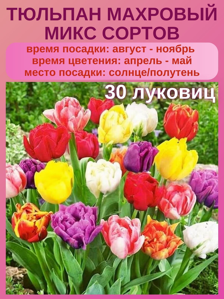 Тюльпан Микс сортов, многолетние цветы, 30 штук #1