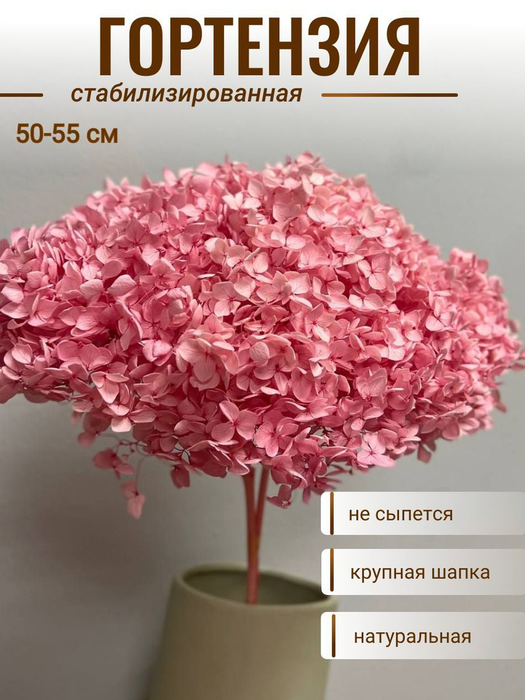 plombir shop Стабилизированные цветы Гортензия, 55 см #1