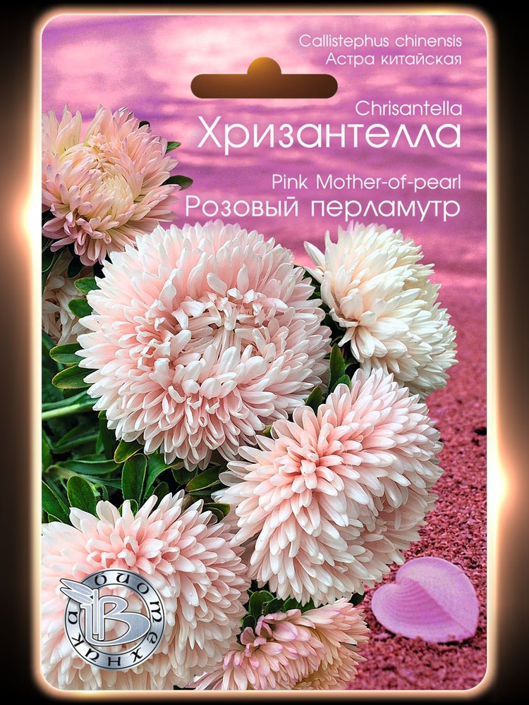 Астра китайская Хризантелла Розовый перламутр (семена БИОТЕХНИКА, 30 шт.) #1