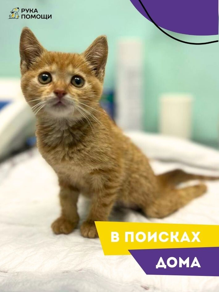 Помочь кошке Мериде найти дом #1