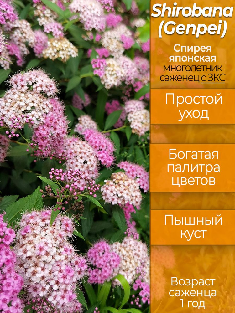 Спирея Широбана, возраст саженца - 1 год, с ЗКС #1