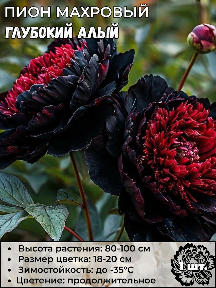 Пион махровый Глубокий Алый, саженец 1 штука #1