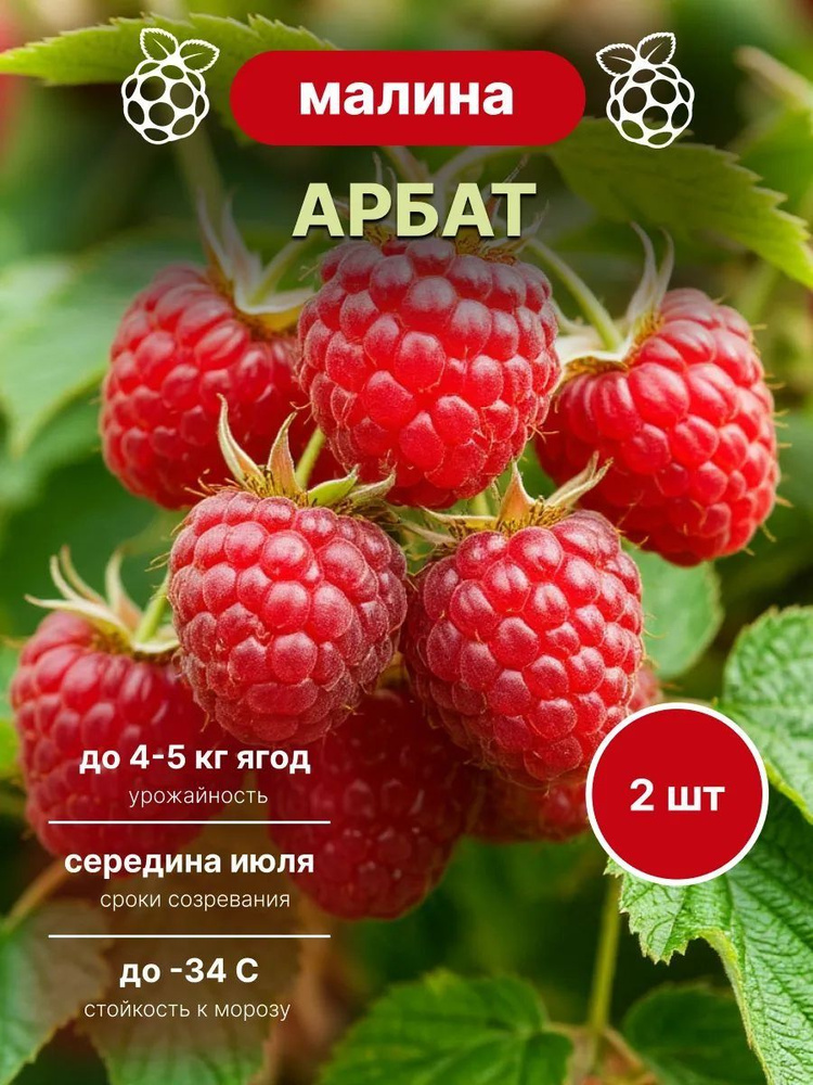 саженцы малины Арбат 2 шт #1